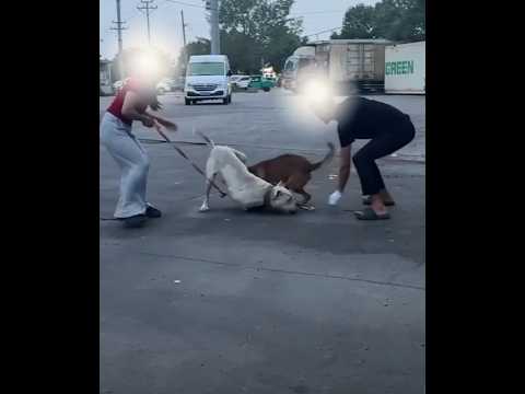 Dogo Argentino attacks Malinois. Hold the leash well !