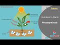 Photosynthesis Concepts and Processes