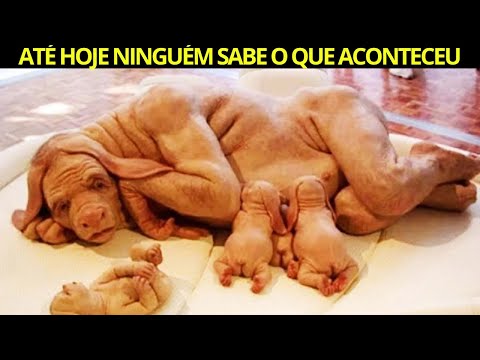 ANIMAIS HIBRIDOS INCOMUNS QUE VOCÊ NÃO VAI ACREDITAR EXISTEM