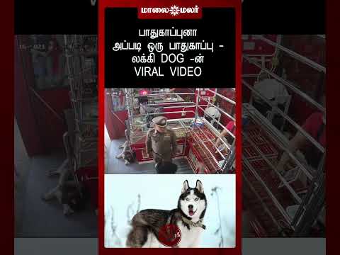 பாதுகாப்புனா அப்படி ஒரு பாதுகாப்பு - Lucky Dog-ன் Viral Video | Maalaimalar #Shorts