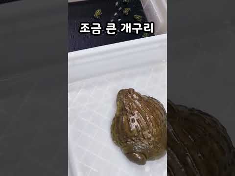 귀뚜라미는 이 일을 기억할 것입니다