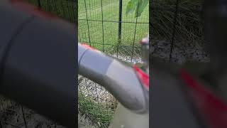 🌿 Non-Toxic Pest Control: Using a Dyson Vacuum on Fruit Trees and Roses 🌹