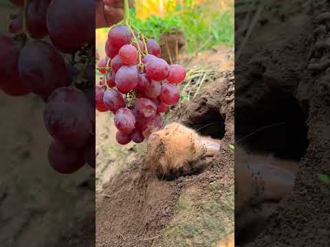 When the digging rabbit smells grapes, cute pet debut plan, rabbit pastoral cute pet