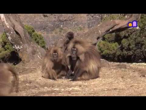 Ethiopia - Simien Mountains National Park