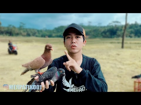TERLALU 0VER !! TEST BALAP MERPATI ANAK LONDO