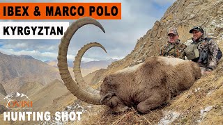 HIMALAYAN IBEX - MARCO POLO DU KIRGHIZISTAN