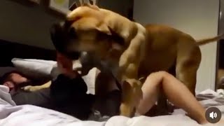 Having Fun with My Big Boerboel 