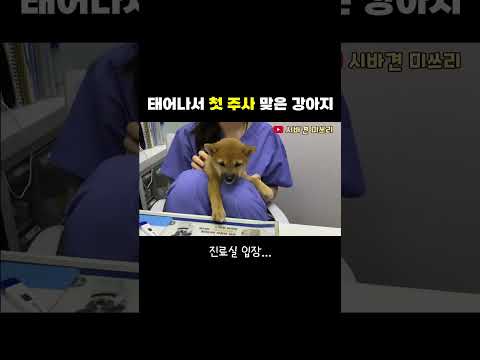 태어나서 처음 주사 맞은 아기 강아지ㅋㅋ #shorts
