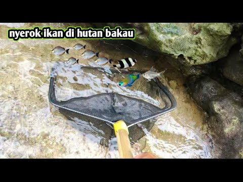 Nyerok ikan di hutan bakau ternyata bagus bagus ikannya