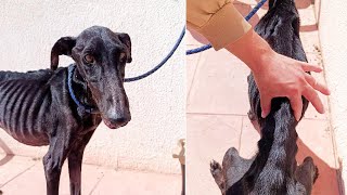 A Lifetime in Darkness… Greyhound Breaks Down When Touched with First Love