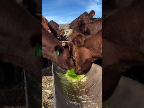Grow Animal Feed in Just 4 Days! The Secret Revealed! #facts #ytshorts #trending