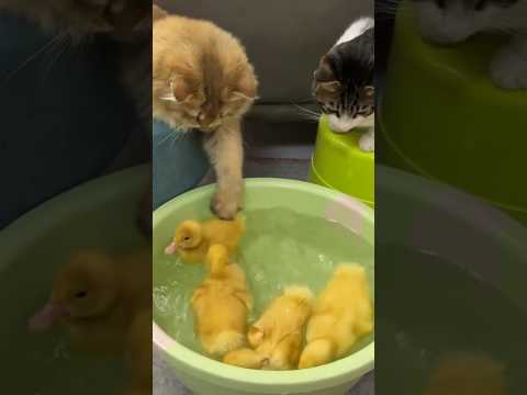 ?duckling invites the kitten to swim together!so funny and cute （Click to watch the full version）