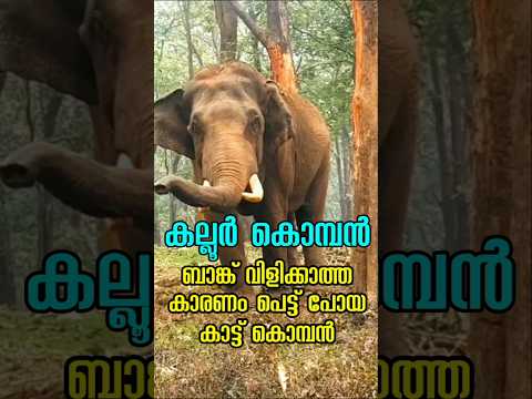 കല്ലൂർ കൊമ്പൻ എന്ന കുങ്കി ഭരതൻ 🐘 #elephant #story #elephants #wildlife #documentary #kumkielephant