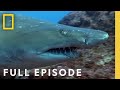 Shark Behavior and Attacks in Western Australia