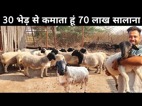 सबसे ज़्यादा वजन लेने वाली भेड़ | Black Head Dorper Sheep | Dorper Sheep in India | Sheep Farming