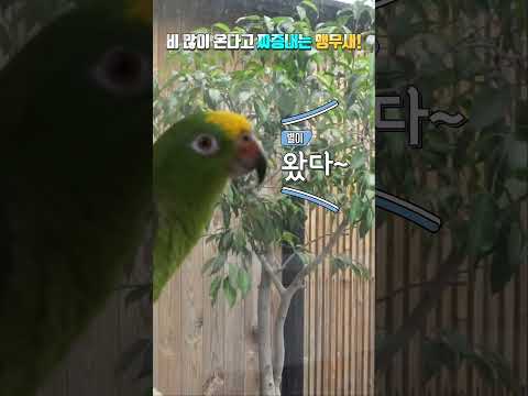비가 많이 온다고 아빠에게 짜증내는 앵무새~
