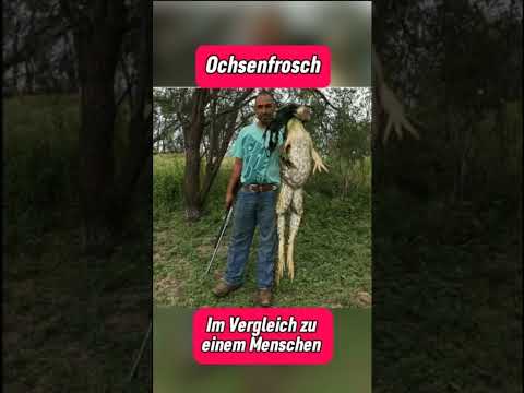 Tiere die größer sind als du denkst Part 1 (Version 2) | New Facts