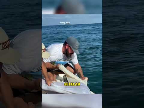 jangan sesekali kalian mengambil gumpalan merah ini dilaut!