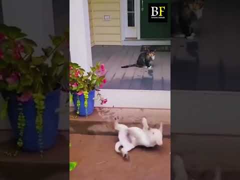"Best Funny Cats Dogs Compilation | Animal Moments"#shorts