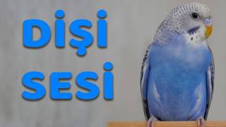 Dişi Muhabbet Kuşu Sesi!  Muhabbet Kuşu Mutluluk Sesi !