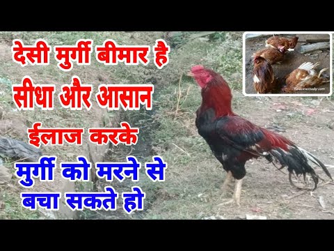 देसी मुर्गी का ईलाज कैसे करे | desi murgi ka ilaaj kaise karen