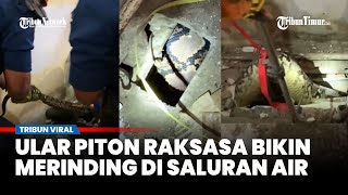 Viral! Ular Piton Raksasa Dievakuasi dari Saluran Air Ruko Kosong
