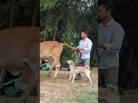 Breeding dogs with different cows