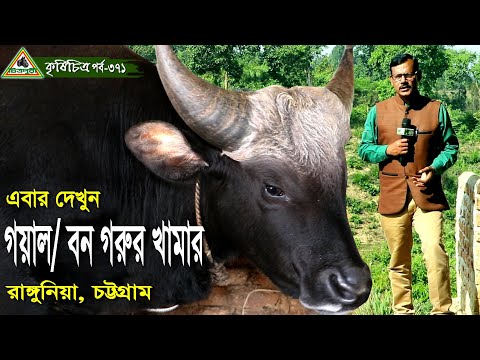 371-পাহাড়ি গয়াল/বন গরুর খামার, রাঙ্গুনিয়া, চট্টগ্রাম । চিত্রপুরী কৃষিচিত্র,Krishichitra