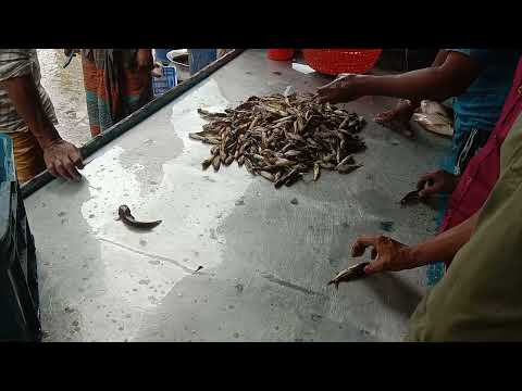 Amazing Small Fish Video