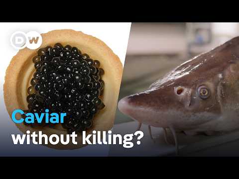 YouTube video thumbnail: Can Caviar be Cruelty-Free? The Truth About Ethical Caviar