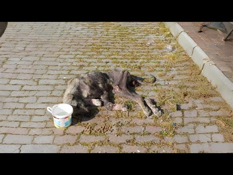He Was Shot & Starving For Days, He Fought To Survive Alone