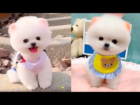 Cute and Funny Pomeranian Videos 30 #Shorts