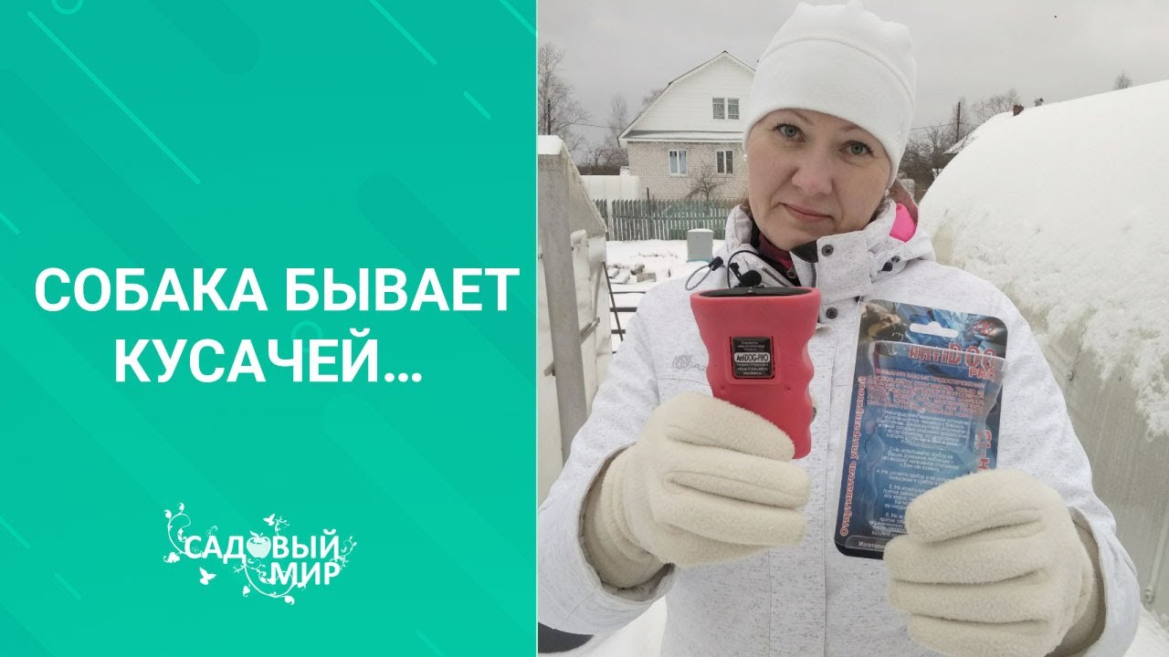 Собака бывает кусачейКак защитить себя от агрессивной бездомной собаки