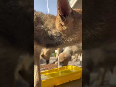 أول مخالفة آخدها بسبب كلاب .. #baladidogs #straydogs