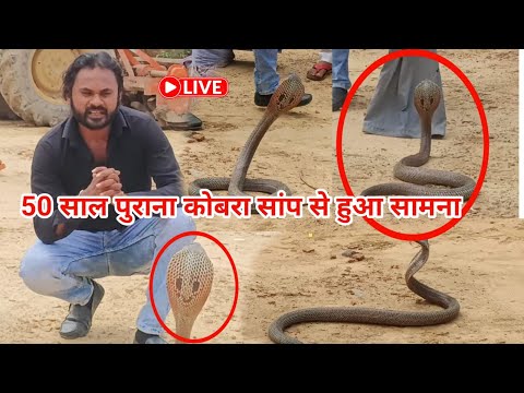 50 साल पुराना कोबरा सांप का जब ब्रिटिश जमाने के घर से बाहर निकाल लोग देखते रह गए 😱🐍