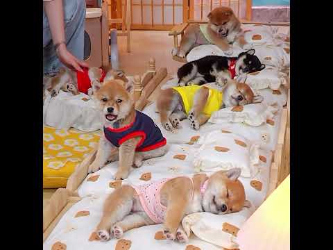 子犬たちが「おやすみモード」に入りました☁️💕Shiba Squad yawns… then enters Sleep Mode 💤✨打个哈欠，一秒入睡。