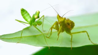 MANTIS vs SCOLOPENDRA vs GRASSHOPPER, who will win? Insect Stories