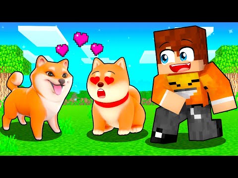 REAKCJA SHIBY NA NOWEGO PIESKA w Minecraft 🦴💗