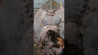 WOW! Saving the World's Largest Guitar Fish 🥺