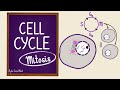 Cell Cycle and Mitosis Concepts