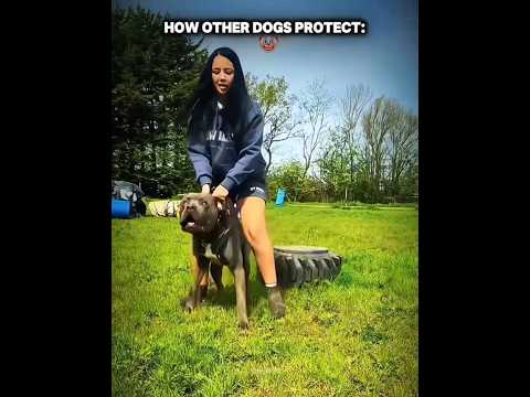 The BABY has a WHOLE BODYGUARD UNIT 😭🔥 | #dogarmy #squad #loyal #dog #protection #viral #fyp