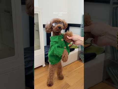 puppy’s apartment setup! #puppy #dog #viral #asmrsounds #shorts