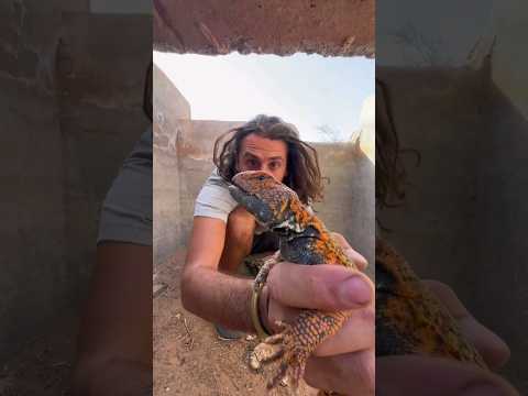 Le plus beau lézard que j'ai jamais vu ! 😍🦎