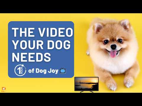 What Happens When You Let Your Dog Watch This for an Hour? 😍🐾