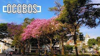 Así FLORECEN los OCOBOS el árbol insignia