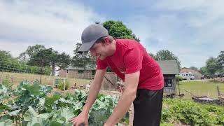 Homestead Life: Rescuing a Bulldozer, Homestead Mornings and Update on the Electroculture Device