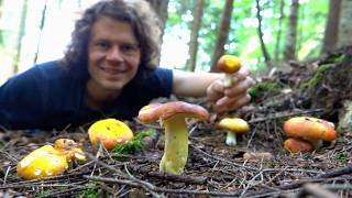 Jetzt gibt's Pilze überall - und ein psychoaktiver Salbei?!