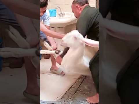 Bakra Qurban Kar Diya 😭💔 #Qurbani2024 #Qurbanikajanwal #Qurbanikabakra #Qurbani #shorts
