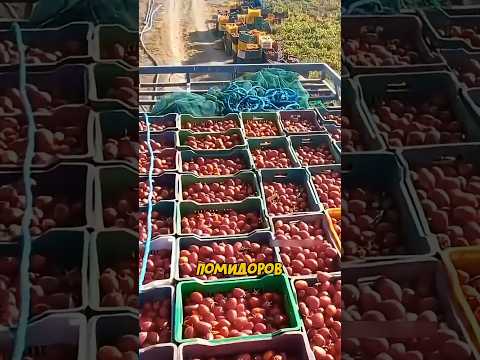 Благодаря Этому Единственному Трюку Турецкие Помидоры Растут Как Сумасшедшие