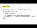 Digestive System Functions and Enzymes